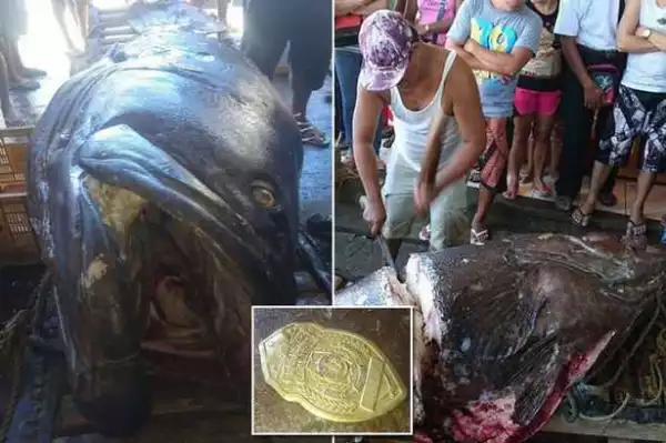 See The Giant 200kg Grouper Fish Feared To Have Swallowed A Security Guard. Photos
